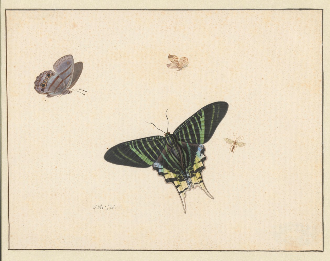 Tres mariposas y una avispa o mosca (acuarela y gouache) de Herman Henstenburgh
