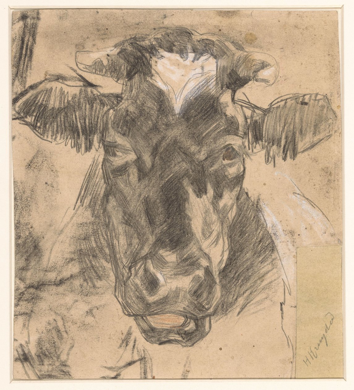 Cabeza de vaca de Herman Kruyder