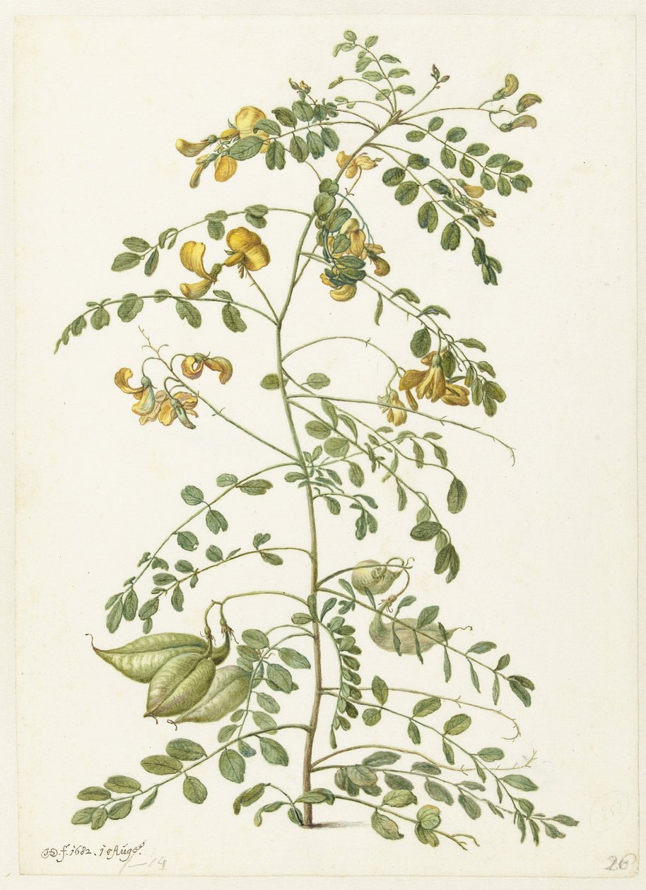 Blazenstruik y pekanjers de Herman Saftleven