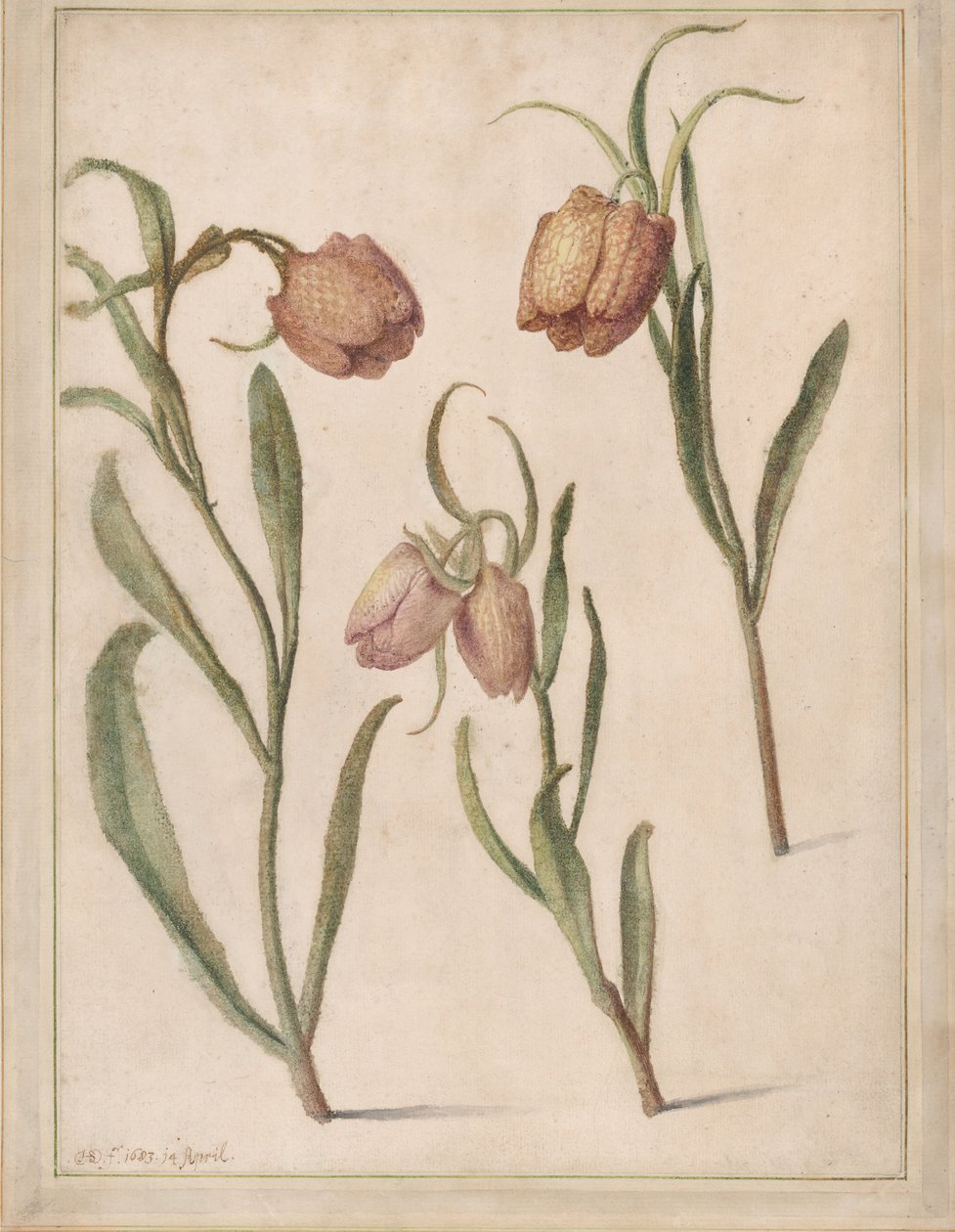 Estudio de tres fritilarias, 1683 de Herman Saftleven the Younger