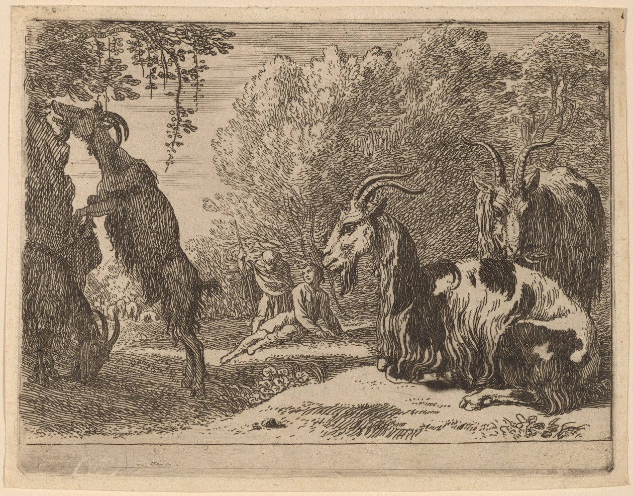 Cabras de Herman van Swanevelt