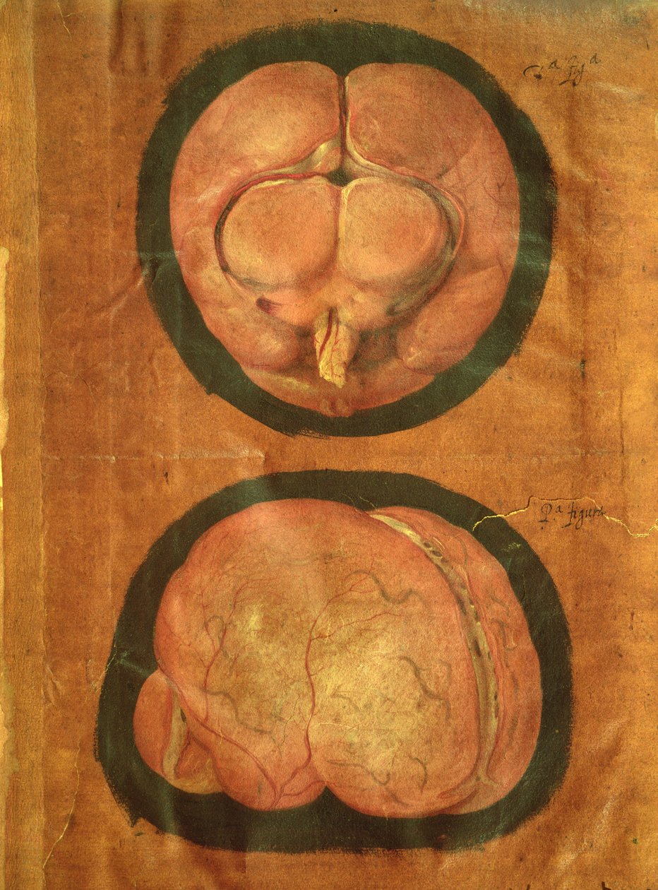 Dibujo anatómico del cerebro humano de Hieronymus Fabricius ab Aquapendente