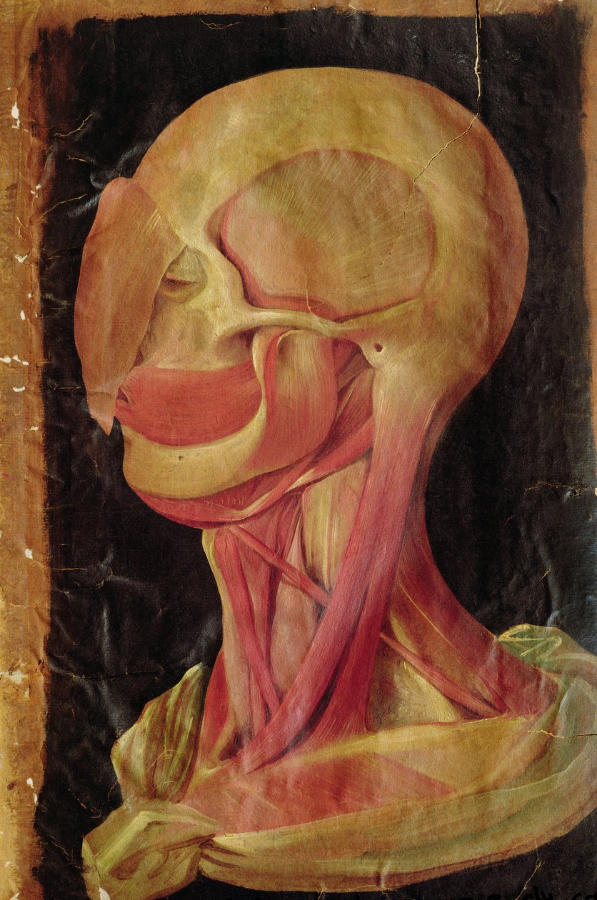 Dibujo anatómico de la cabeza humana de Hieronymus Fabricius ab Aquapendente