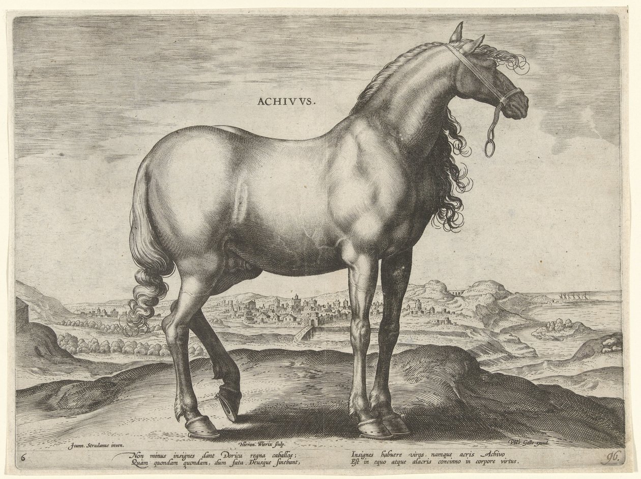 Caballo de Grecia (Achivus) Achivvs (título en el objeto) Razas de caballos de las Caballerizas Reales de Don Juan de Austria (título de la serie) Equile Ioannis Austriaci Caroli (título de la serie) de Hieronymus Wierix