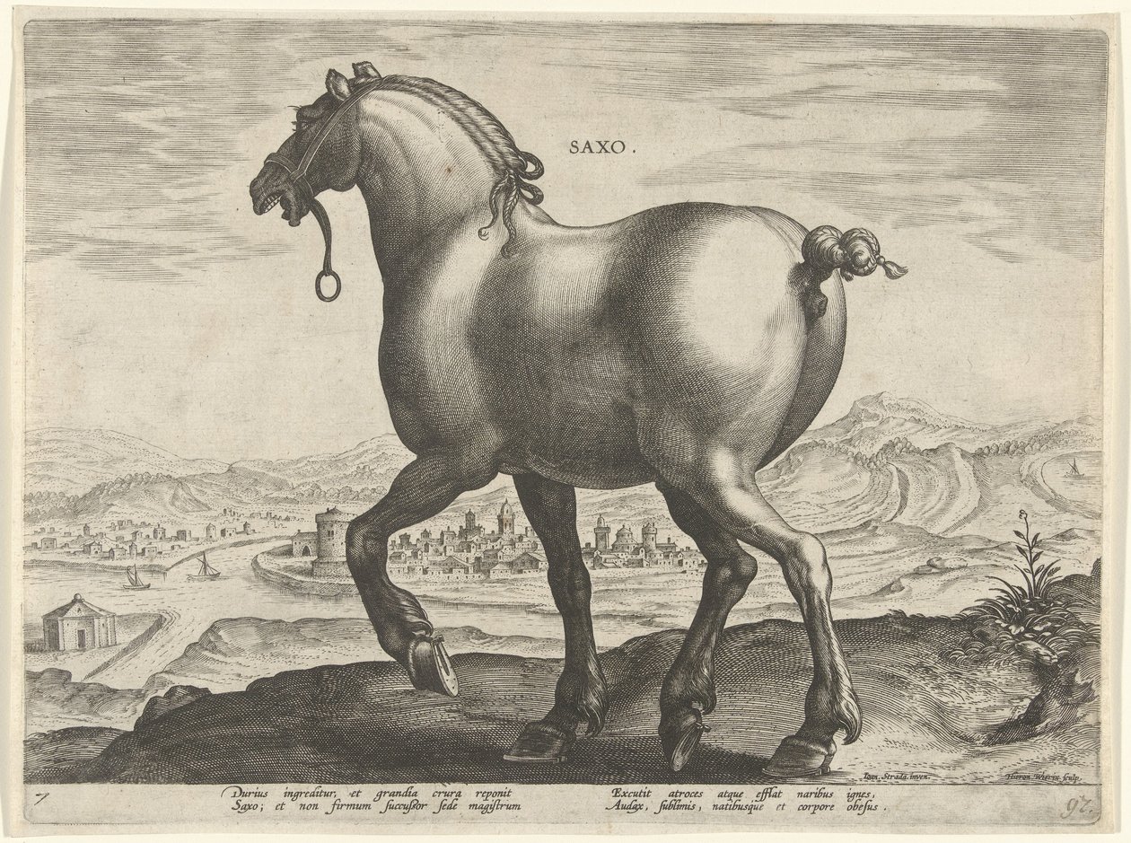 Caballo de Sajonia Saxo (título sobre objeto) Razas de caballos de las Caballerizas Reales de Don Juan de Austria (título de la serie) Equile Ioannis Austriaci Caroli (título de la serie) de Hieronymus Wierix