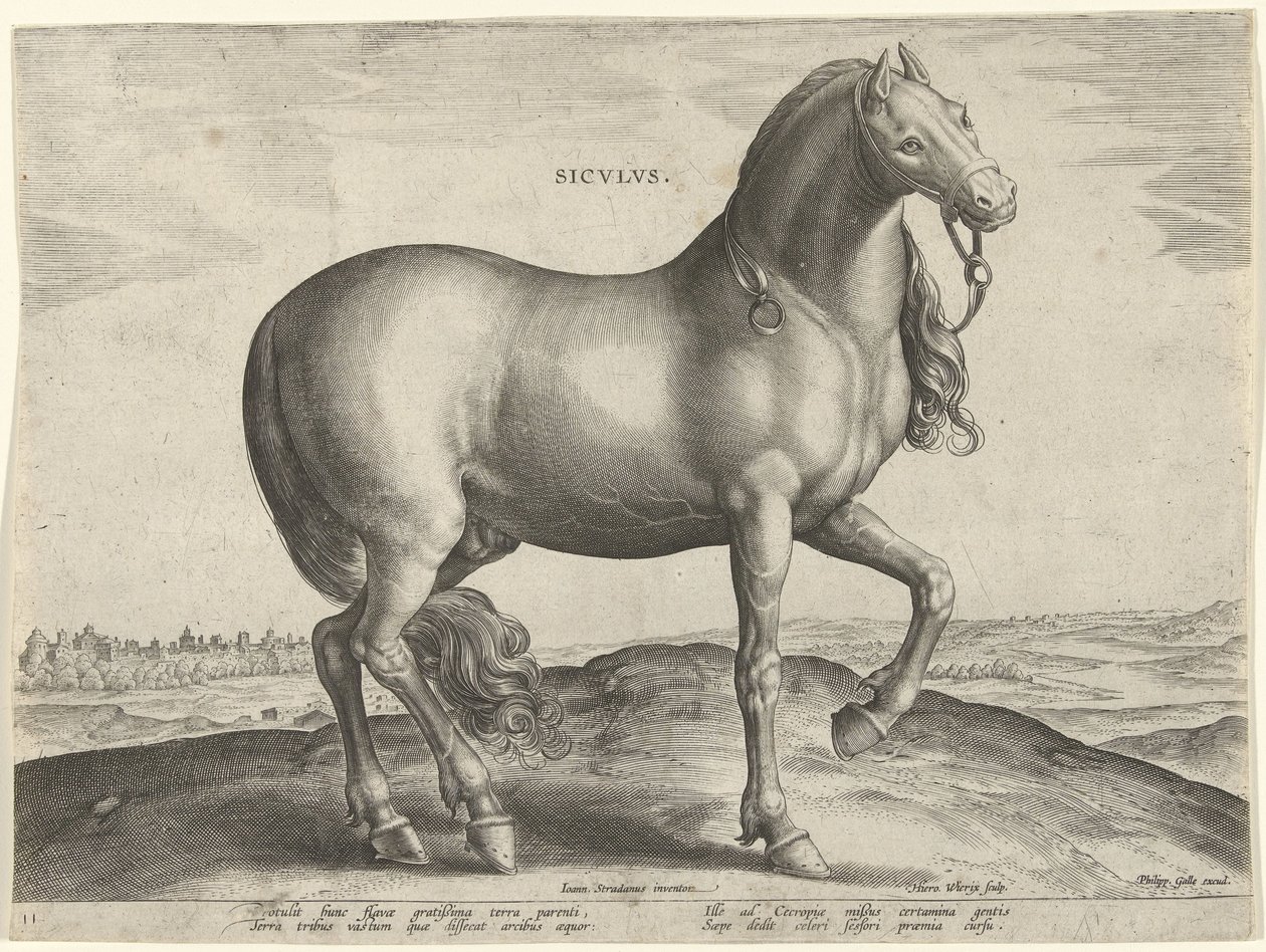 Caballo de Sicilia (Siculus) Sicvlvs (título sobre el objeto) Razas de caballos de las Caballerizas Reales de Don Juan de Austria (título de la serie) Equile Ioannis Austriaci Caroli (título de la serie) de Hieronymus Wierix