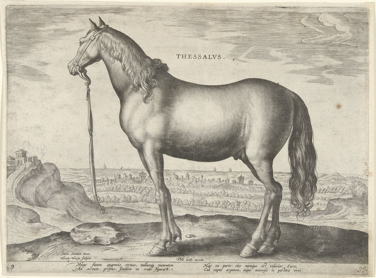 Caballo de Tesalia (Thessalus) Thessalvs (título sobre el objeto) Razas de caballos de las Caballerizas Reales de Don Juan de Austria (título de la serie) Equile Ioannis Austriaci Caroli (título de la serie) de Hieronymus Wierix