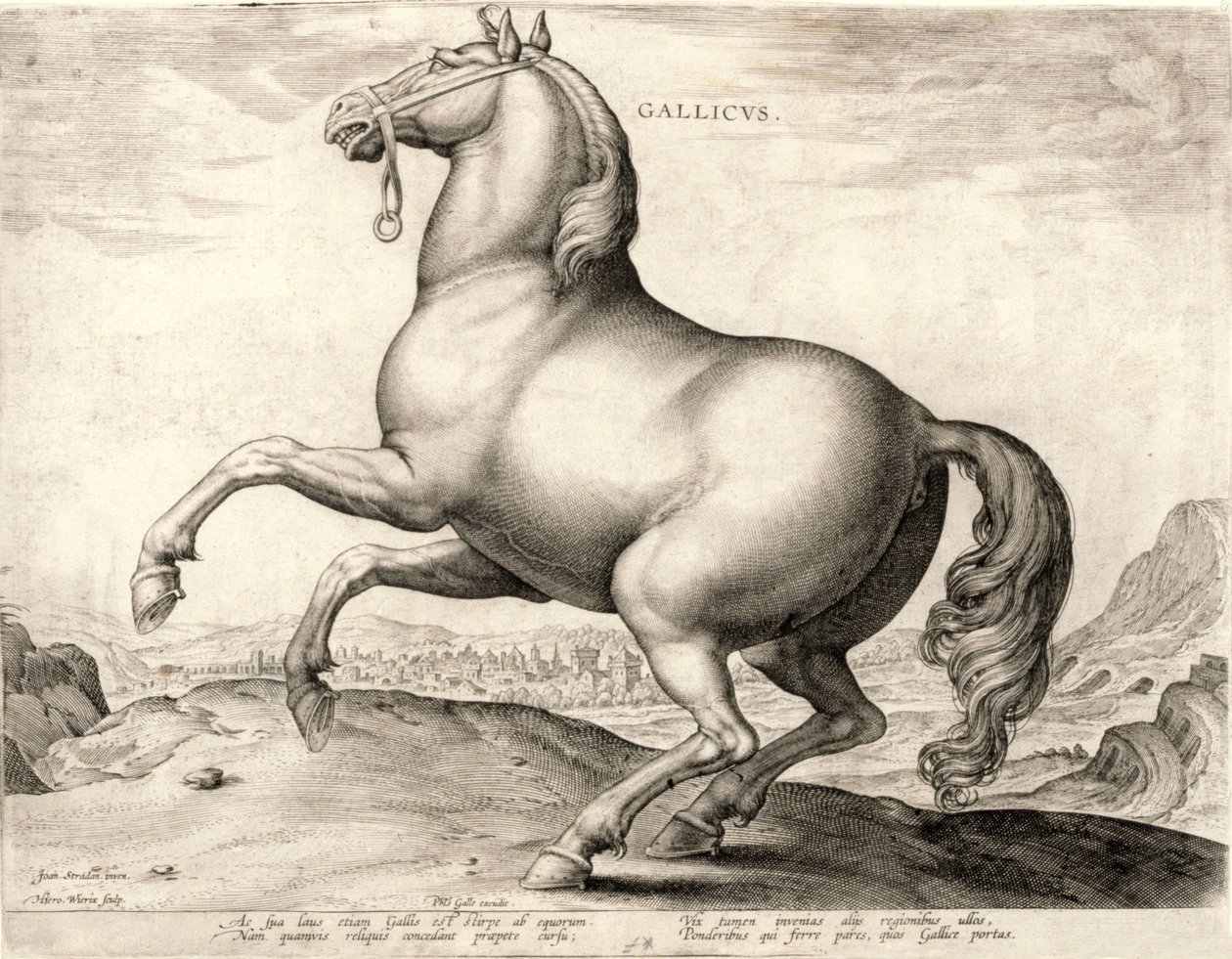 Gallicus de la serie Caballos del establo de Don Juan de Austria de Hieronymus or Jerome Wierix