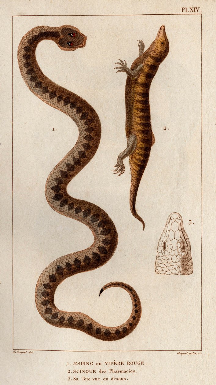 Aesping o Red Vipere, Skink de las farmacias, su cabeza vista arriba". Fauna des Mdecins ou histoire des animaux et de leurs produits par Hippolyte Cloquet" - Volumen 6 - 1825. de Hippolyte Cloquet