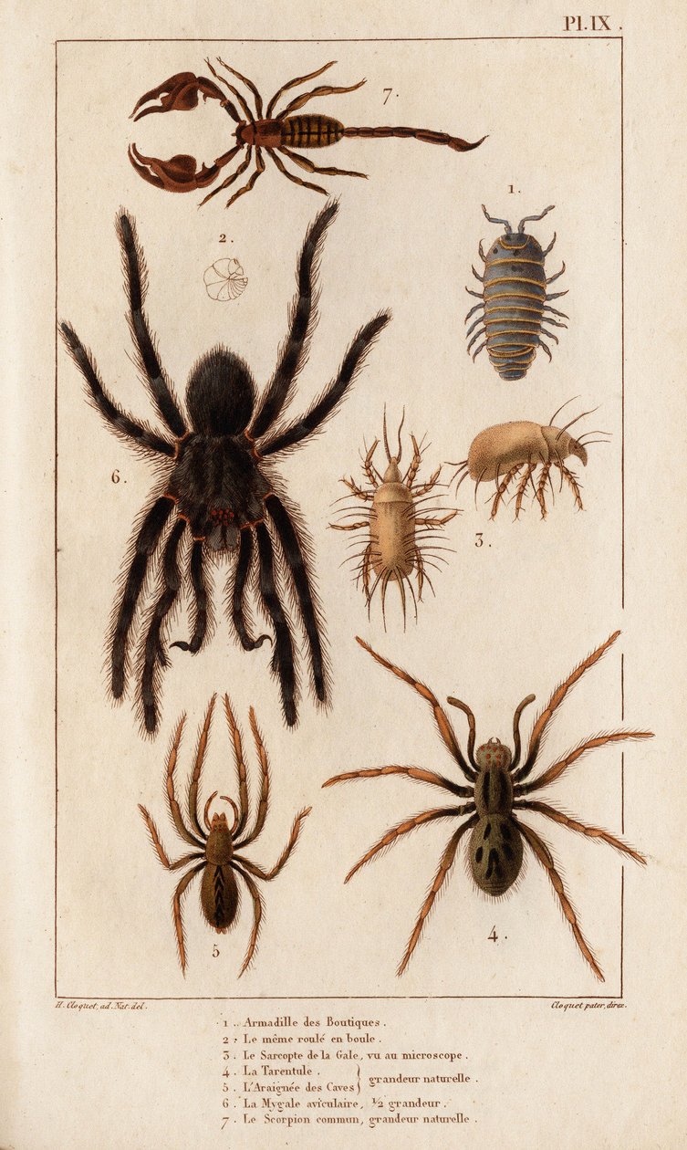 Amardille de las tiendas, el Sascopte de la sarna, la Tarántula, el Araignee de las escamas, el Mygale, el Escorpión". Fauna des Mdecins ou histoire des animaux et de leurs produits par Hippolyte Cloquet" - Volumen 6 - 1825. de Hippolyte Cloquet
