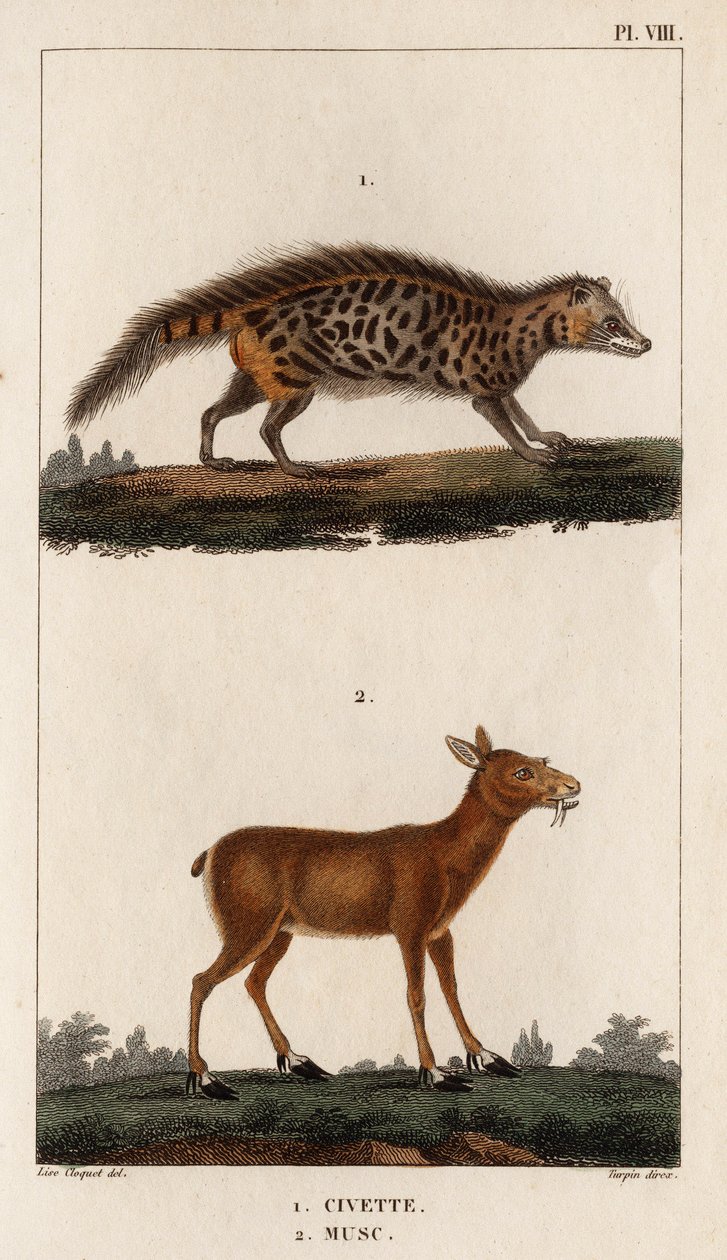 Civet y Musk. Fauna des Mdecins ou histoire des animaux et de leurs produits par Hippolyte Cloquet" - Volumen 6 - 1825. de Hippolyte Cloquet