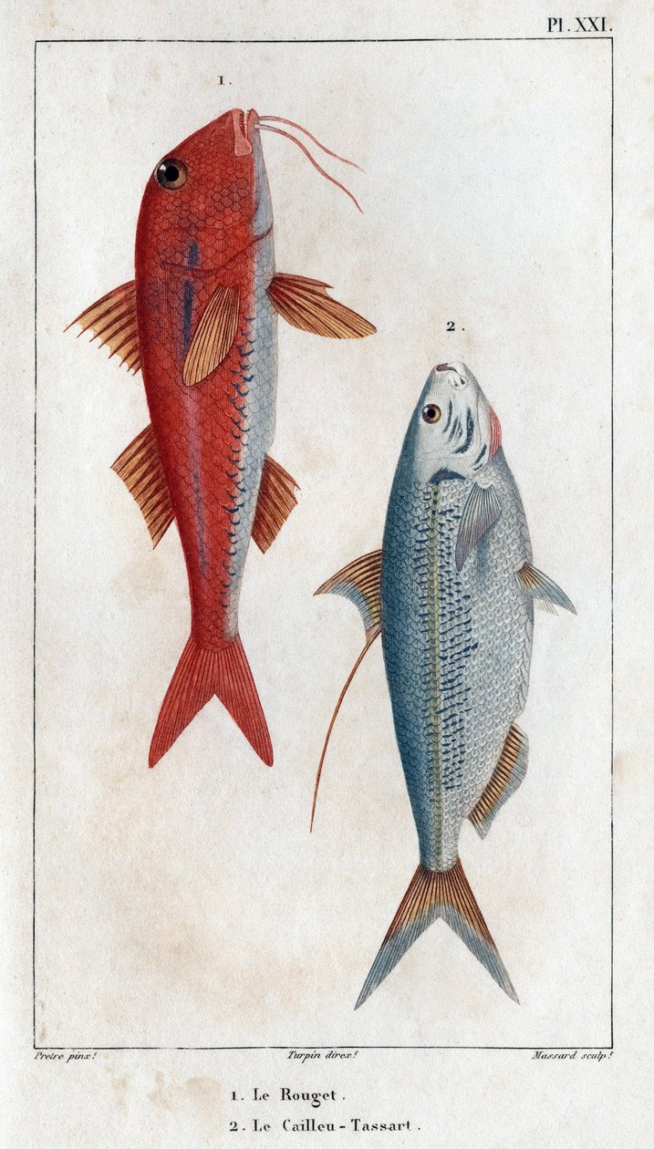 El salmonete y el Caillou-Tassart. En "Fauna des Medecins ou histoire des animaux et de leurs produits par Hippolyte Cloquet" - Volumen 6 - 1825. de Hippolyte Cloquet