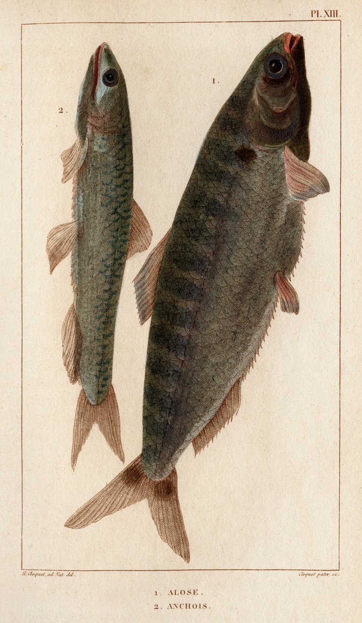 Sábalo y anchoas". Fauna des Mdecins ou histoire des animaux et de leurs produits par Hippolyte Cloquet" - Volumen 6 - 1825. de Hippolyte Cloquet