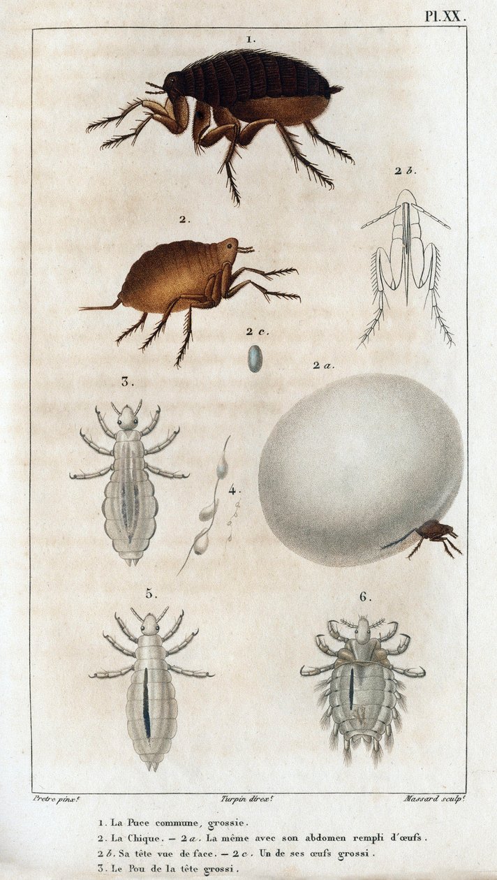 El Chic Común, el Pou. Fauna des Médecins ou histoire des animaux et de leurs produits par Hippolyte Cloquet" - Volumen 6 - 1825. de Hippolyte Cloquet