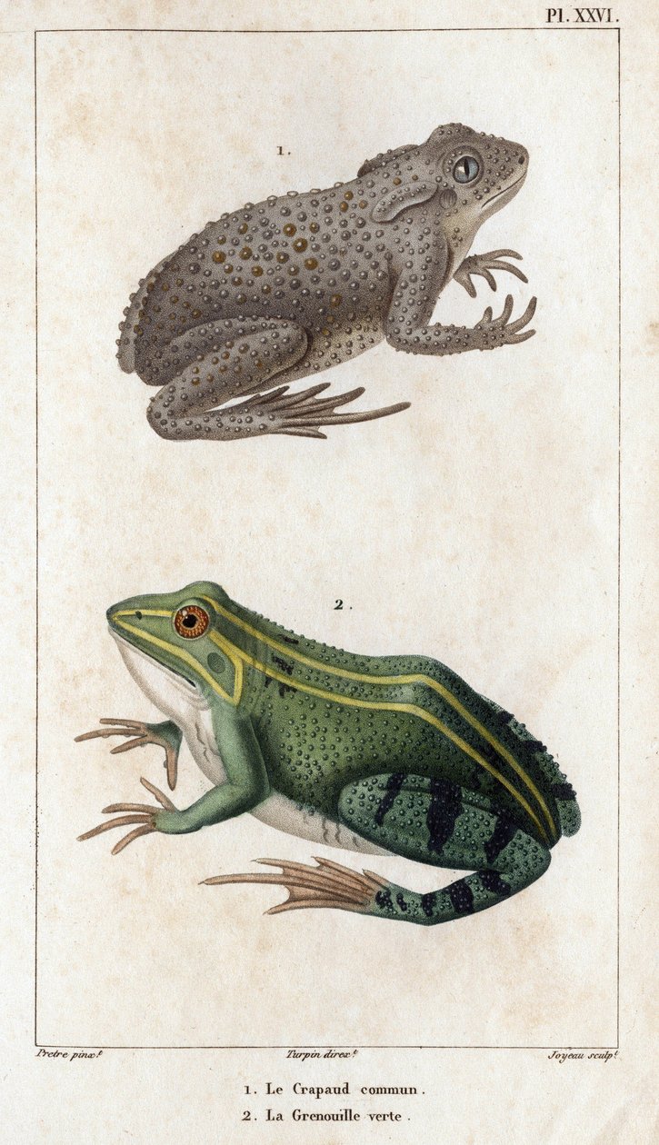 El sapo común y la rana verde. Fauna des Mdecins ou histoire des animaux et de leurs produits par Hippolyte Cloquet" - Volumen 6 - 1825. de Hippolyte Cloquet