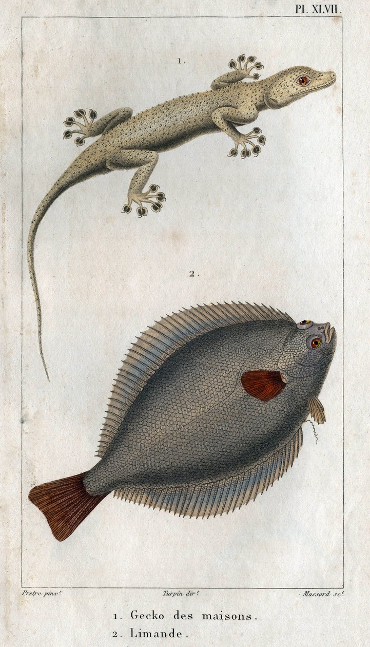 La salamanquesa de las casas y de Limandia. Lámina extraída de "Fauna de la física o historia de los animales y sus productos" de Hippolyte Cloquet de Hippolyte Cloquet