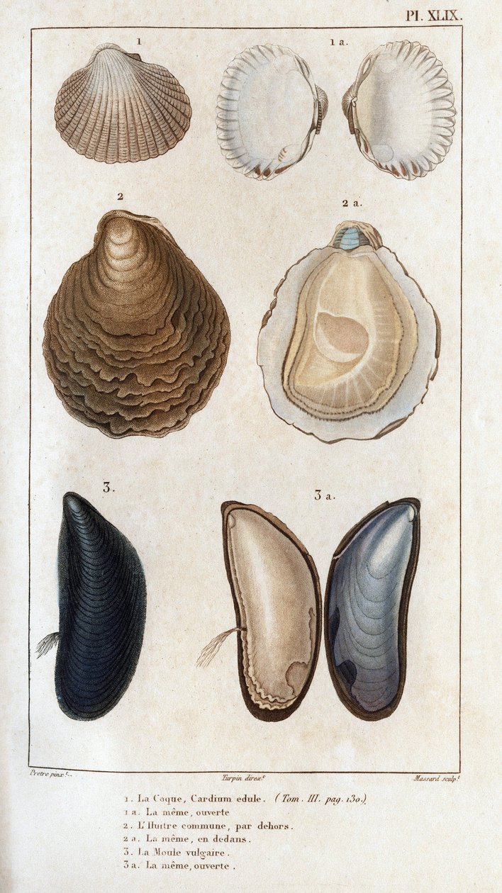 El casco, el mismo abierto, la ostra común, el mismo abierto, el moho vulgar, el mismo abierto". Fauna de los médicos o historia de los animales y sus productos por Hippolyte Cloquet" - de Hippolyte Cloquet