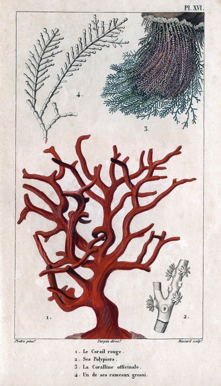 El coral rojo, sus políperos, la coralina officinale, una de las ramas gruesas. en "Fauna de los muelles o historia de los animales y sus productos por Hippolyte Cloquet" - Volumen 6 - 1825. de Hippolyte Cloquet