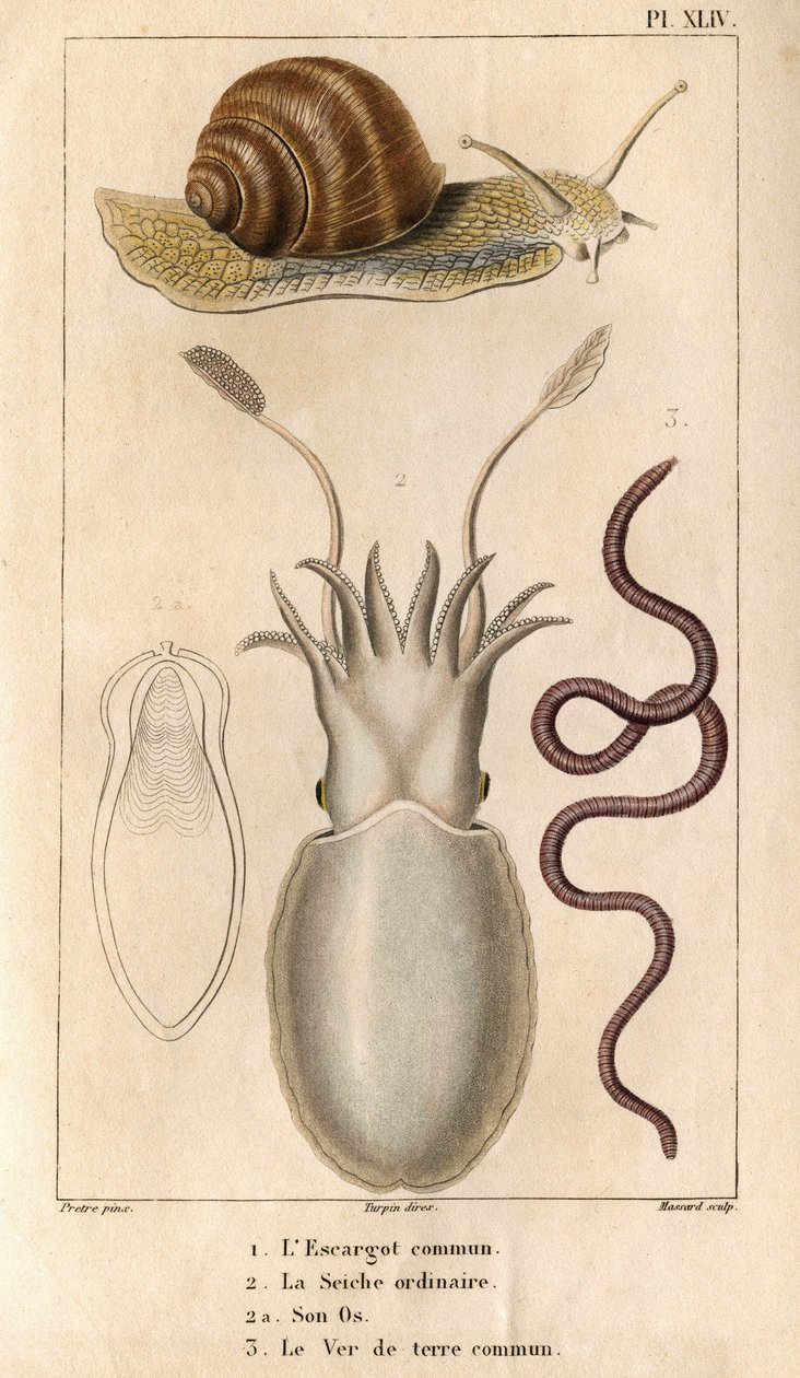 El caracol común, la sepia ordinaria, su hueso, la lombriz común.en "Fauna de los muelles o historia de los animales y sus productos por Hippolyte Cloquet" - Volumen 6 - 1825. de Hippolyte Cloquet