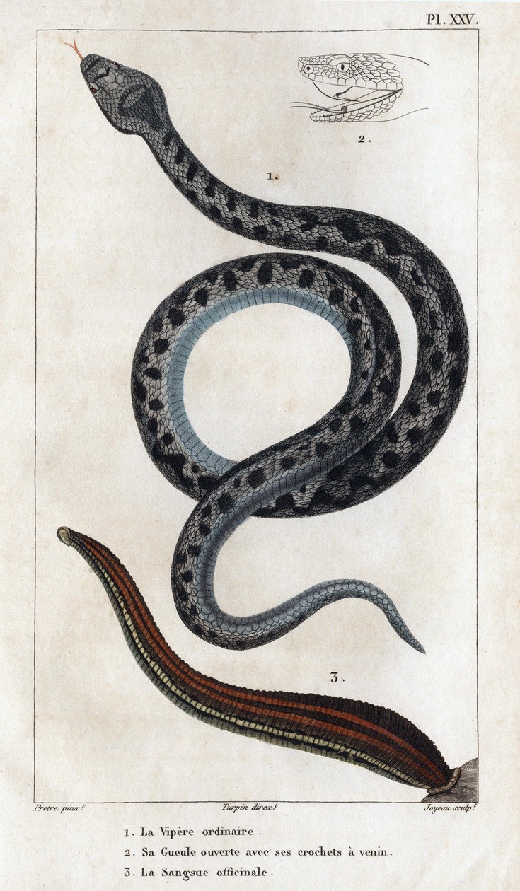 La Víbora ordinaria, su boca abierta con sus colmillos un veneno, el officinale Sangue". Fauna des Médecins ou histoire des animaux et de leurs produits par Hippolyte Cloquet" - Volumen 6 - 1825. de Hippolyte Cloquet