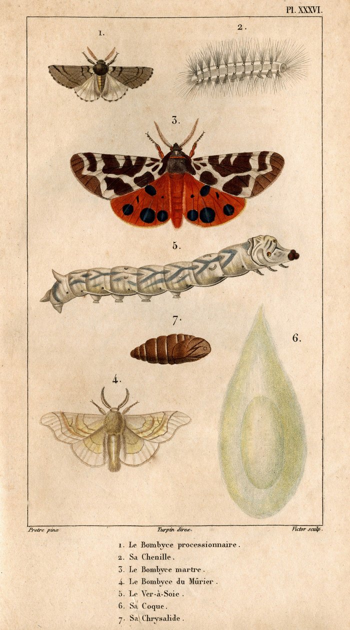 La procesionaria Bombyce, su oruga, la Marten Bombyce, la Murier Bombyce, el Gusano de Seda, su casco, su crisálida.En "Fauna de los Médicos o historia de los animales y sus productos por Hippolyte Cloquet" - de Hippolyte Cloquet