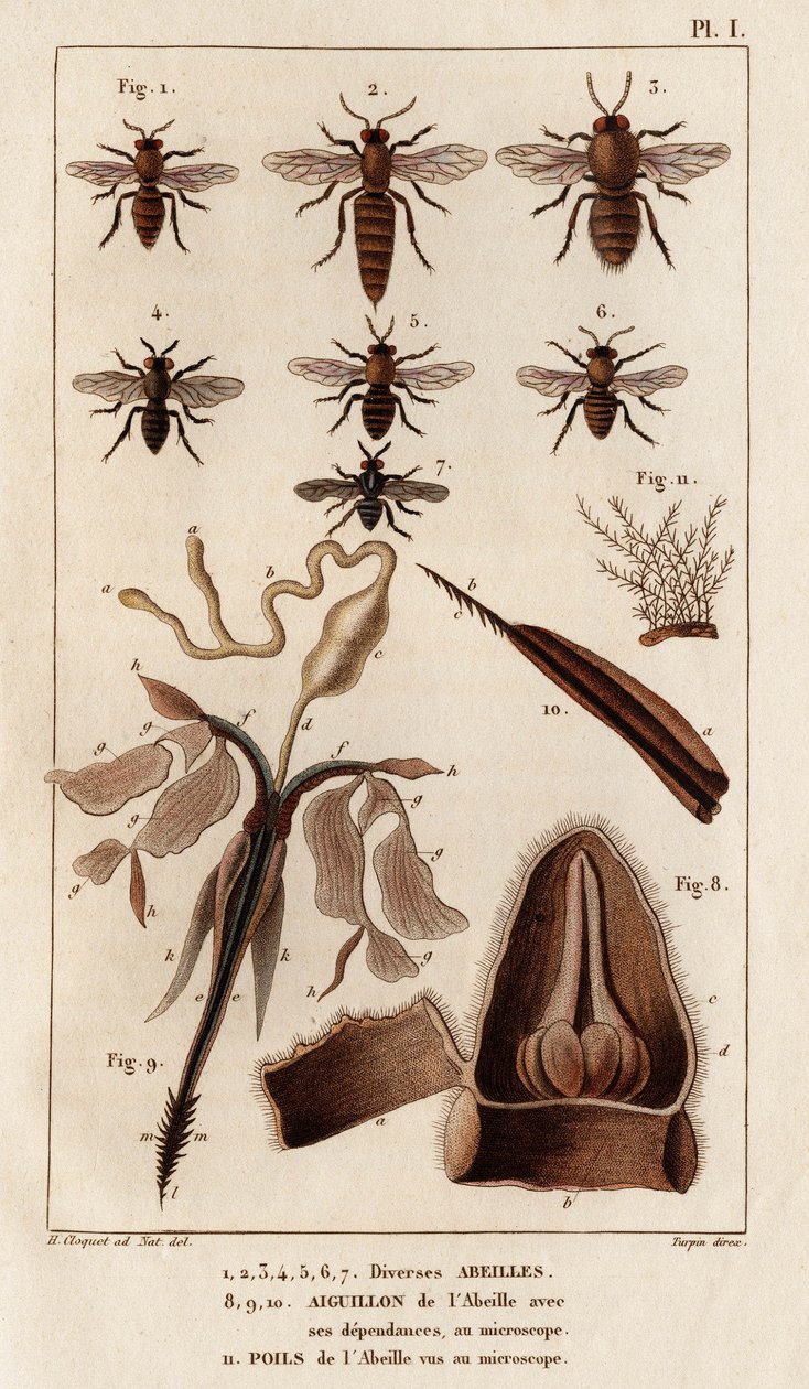 Varias abejas". Fauna des Mdecins ou histoire des animaux et de leurs produits par Hippolyte Cloquet" - Volumen 6 - 1825. de Hippolyte Cloquet