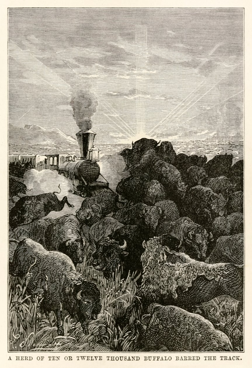 Una manada de diez o doce mil búfalos bloqueó el camino, de La vuelta al mundo en ochenta días de Julio Verne (1828-1905), grabado por Louis Prevost, 1873 de Hippolyte Leon Benett