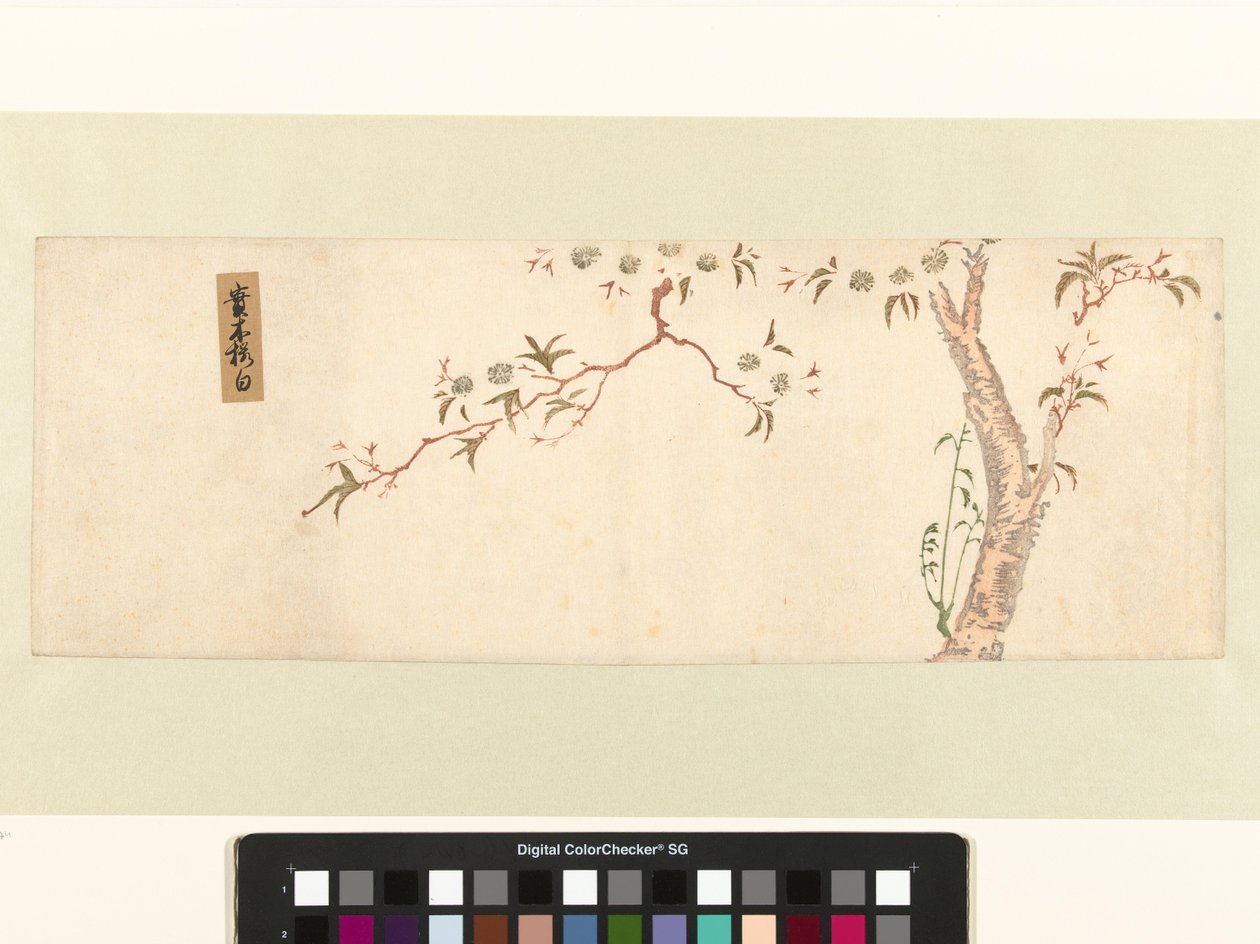 Cerezo floreciente de Hiroshige (I) , Utagawa (attributed to)