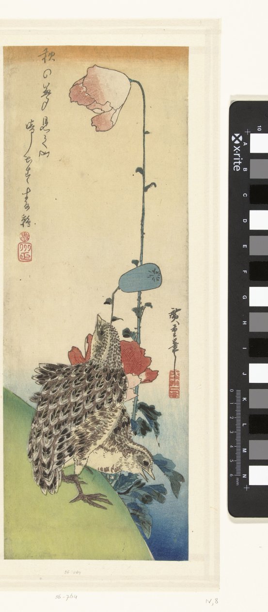 Codornices y amapolas de Hiroshige (I) , Utagawa