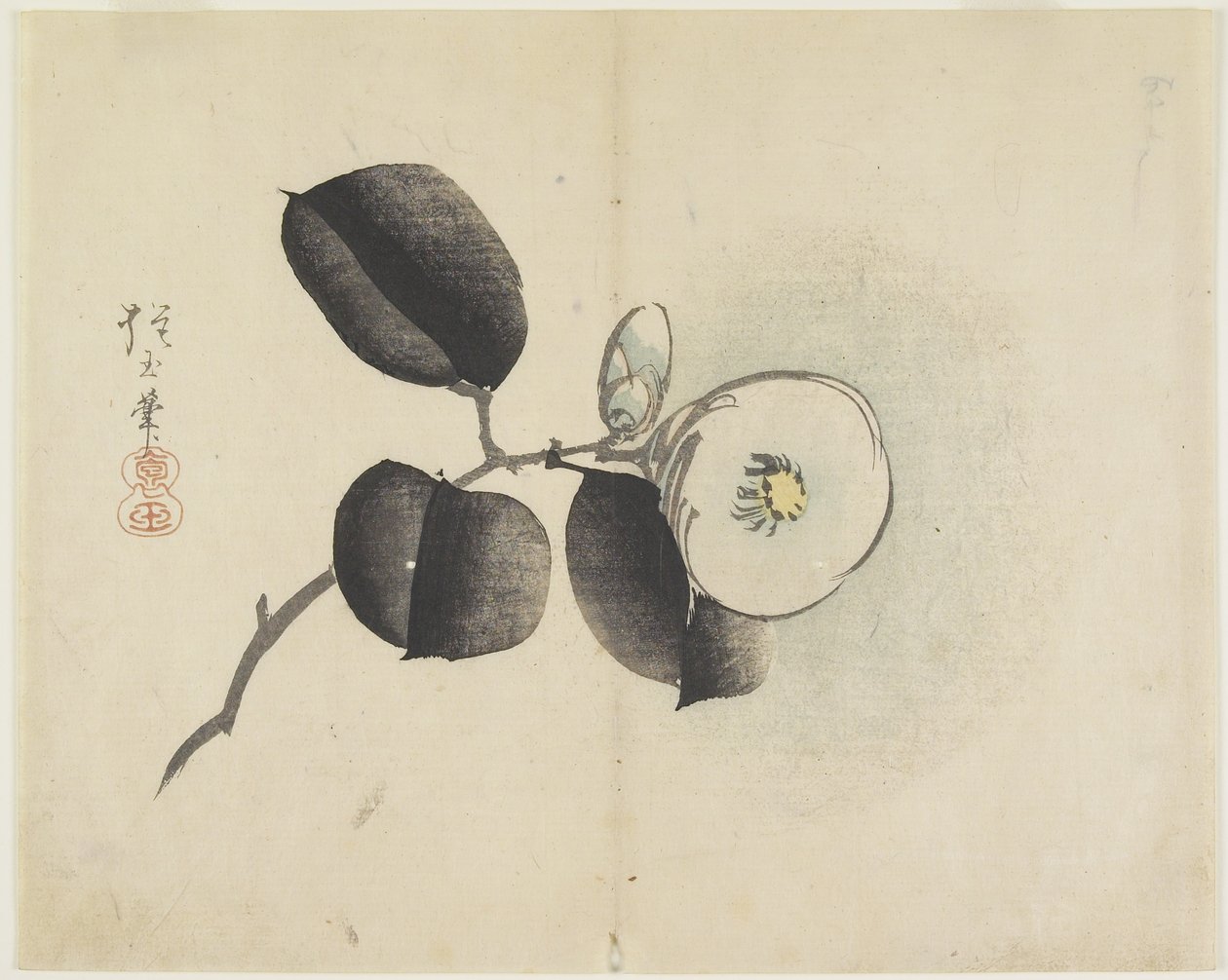 Flor y capullo de camelia, c. 1830 de Hogyoku