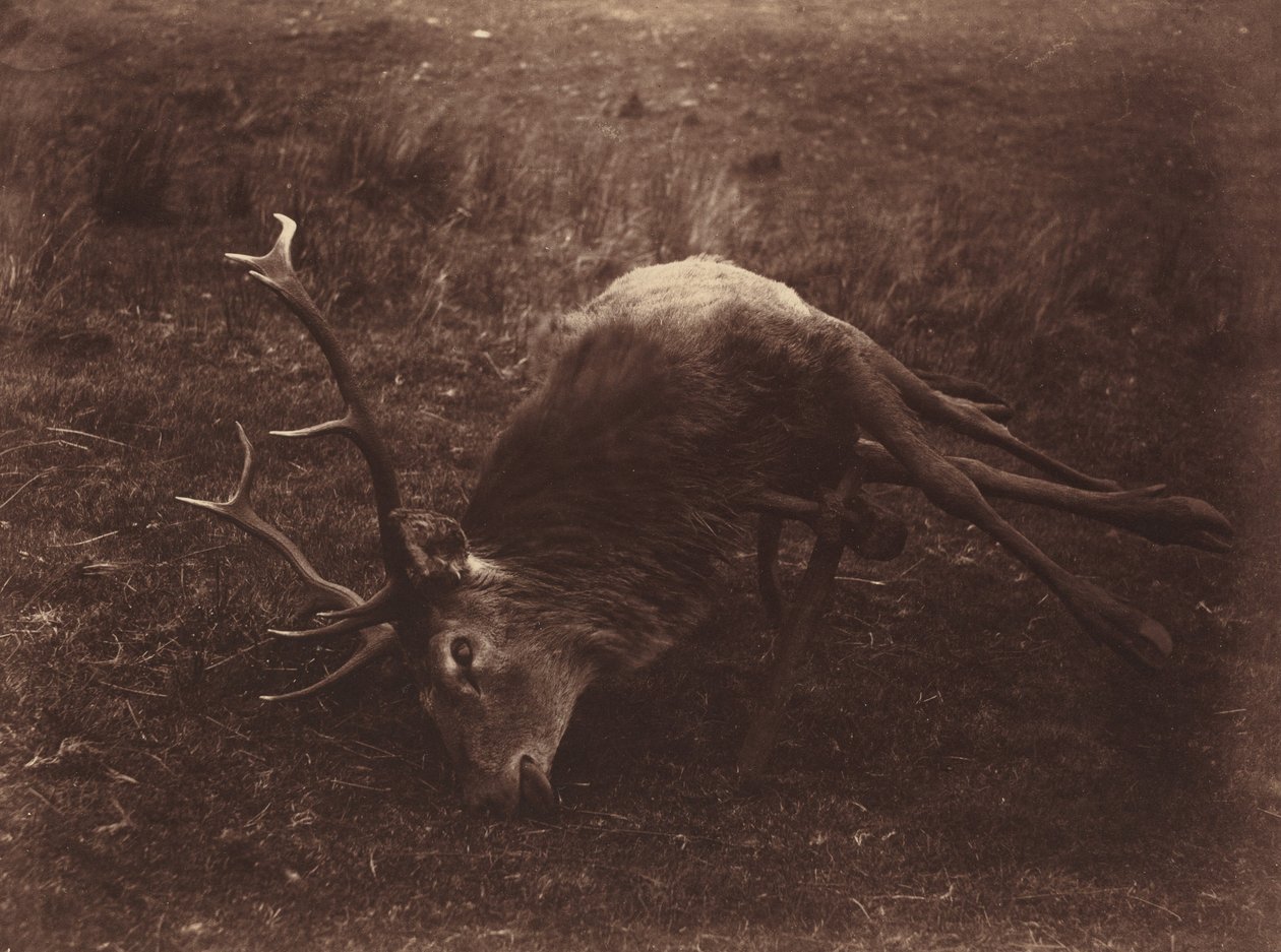 Ciervo muerto,1857 (foto) de Horatio Ross