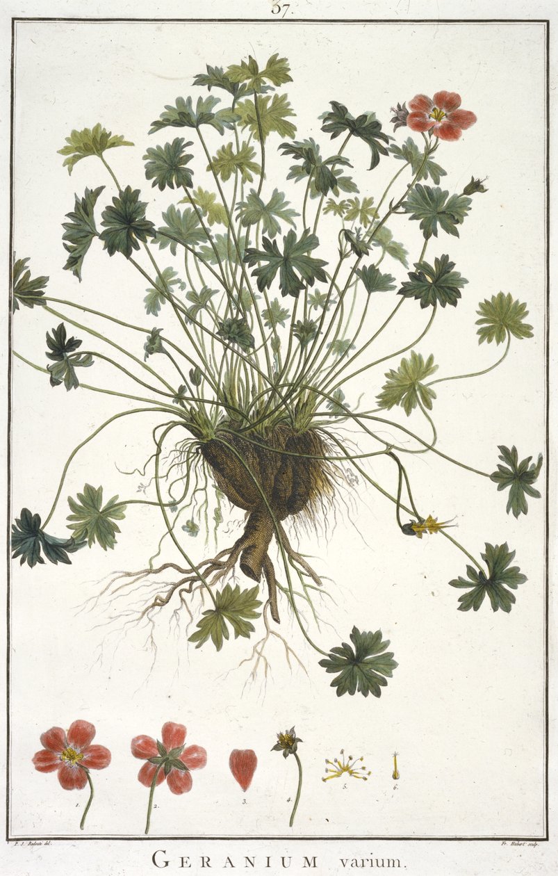 Geranium varium, de Geraniologia, seu Erodii, Pelargonii, Monsoniae et Grieli historia iconibus illustrata de Hubert Robert