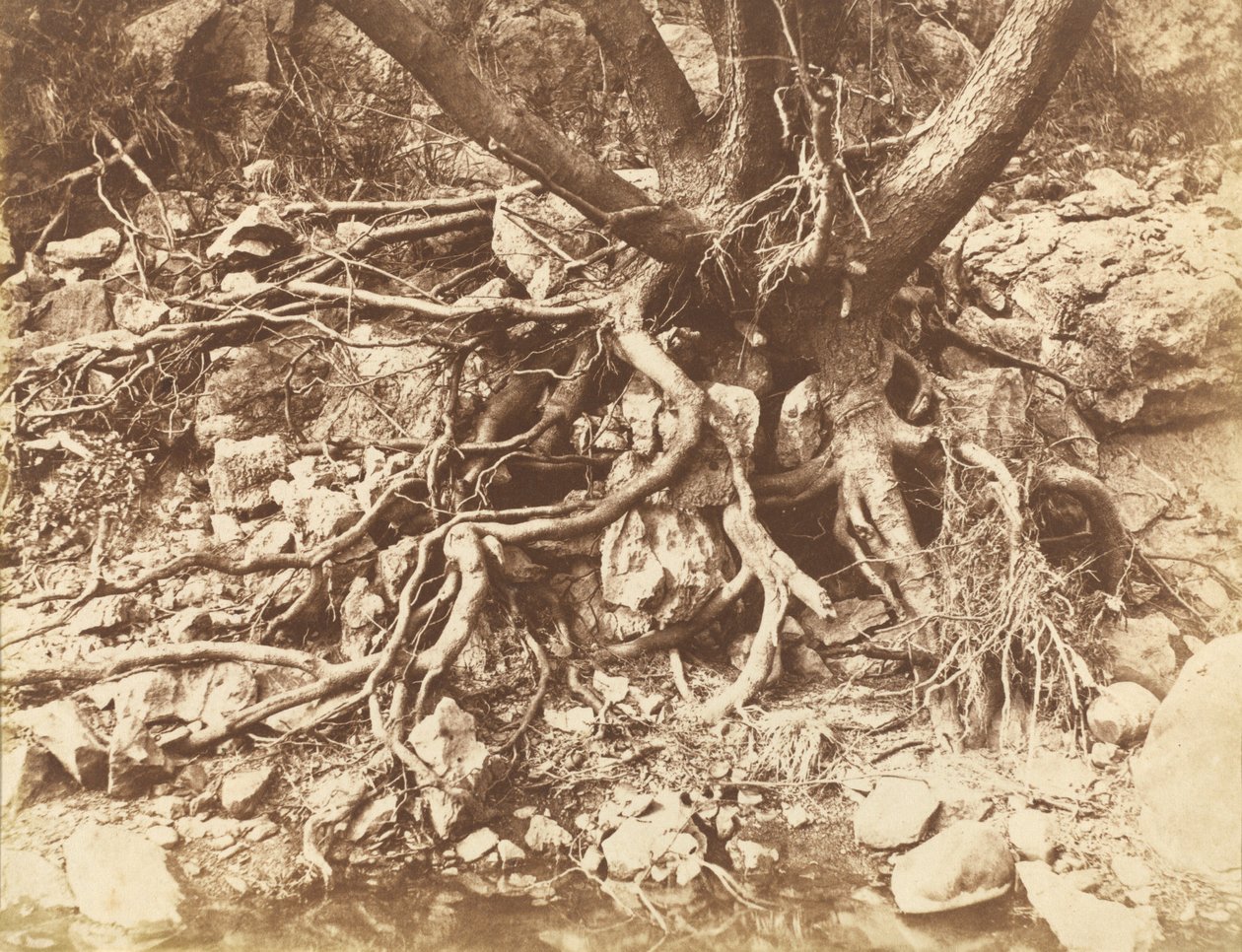 Árbol con Enredo de Raíces de Hugh Owen