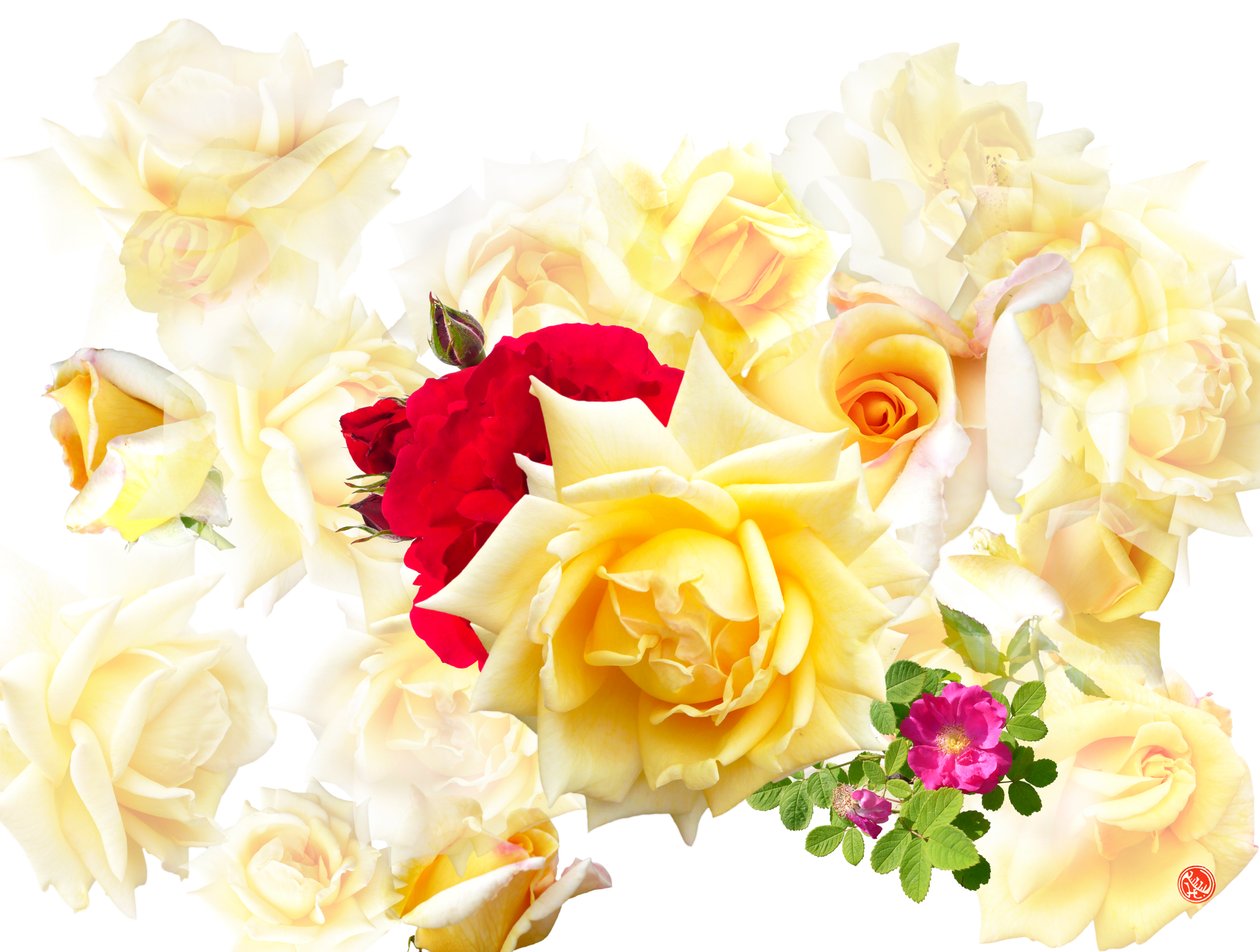 SUEÑO DE ROSAS de Hugo Nefe