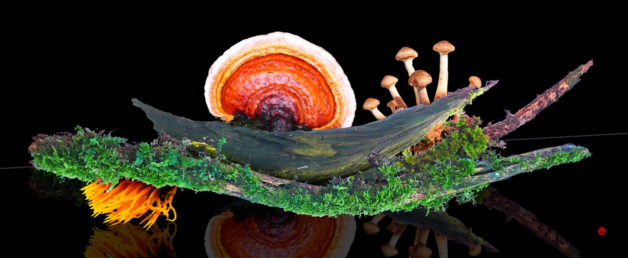 MUNDO DEL BOSQUE de Hugo Nefe