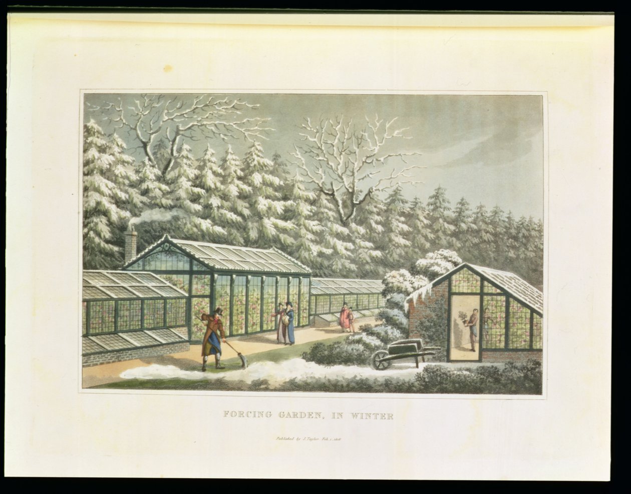 Jardín forzado en invierno, de 