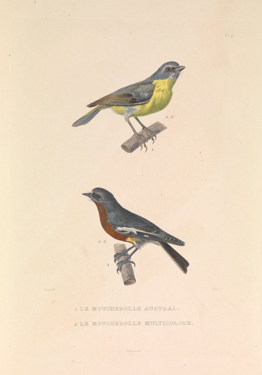 El papamoscas australiano y el papamoscas multicolor". de Hyacinthe Yves Philippe (1781 1846) Potentien