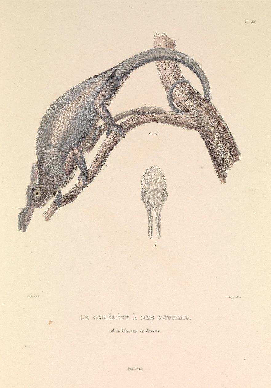 El camaleón de nariz bífida de Hyacinthe Yves Philippe (1781 1846) Potentien