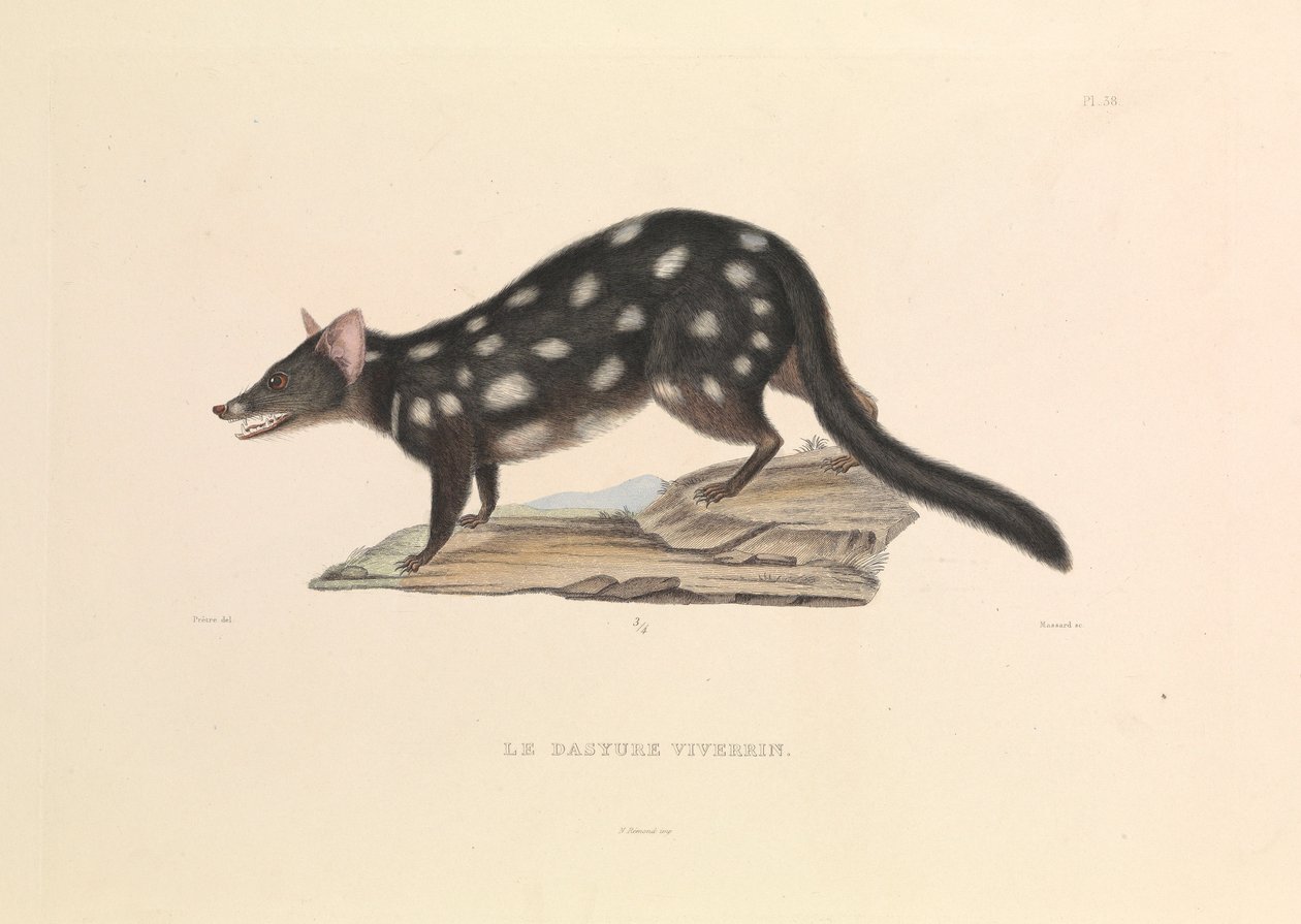 El mapache Dasyure de Hyacinthe Yves Philippe (1781 1846) Potentien