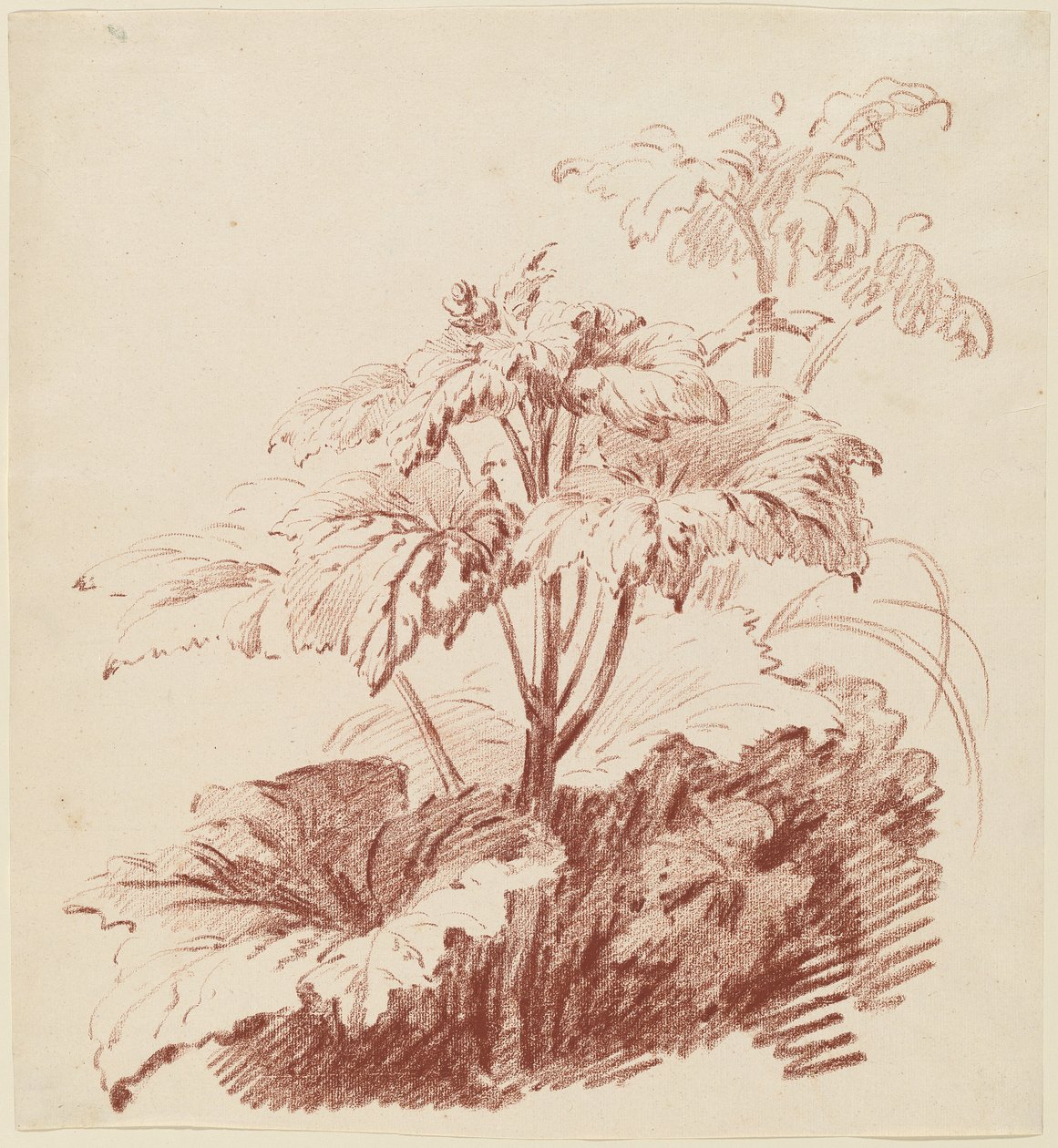 Planta floreciente con brotes de I Jean Baptiste Hüet