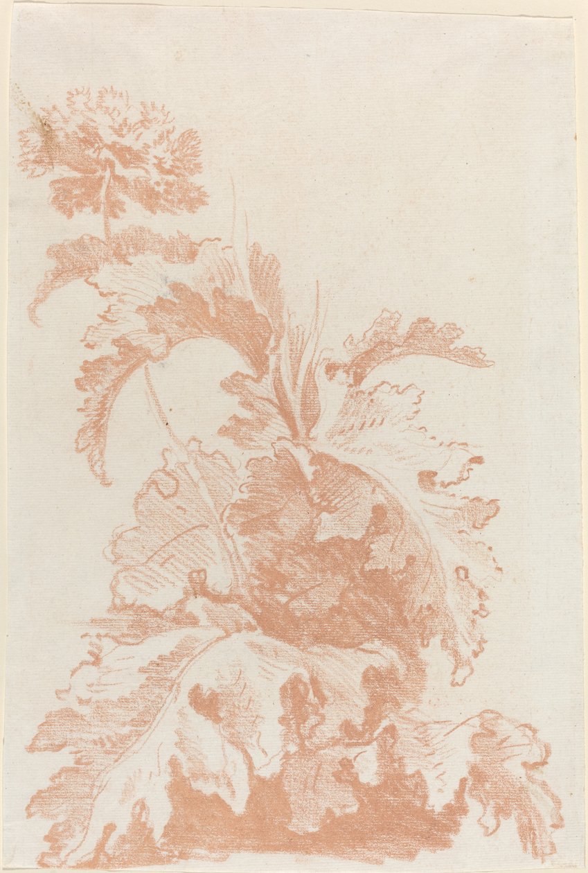 Amapola en flor de I Jean Baptiste Hüet