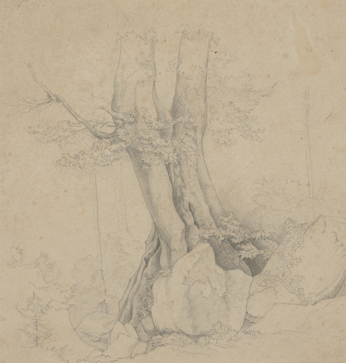 Árbol y Roca de Ida Weisselberg Hadra