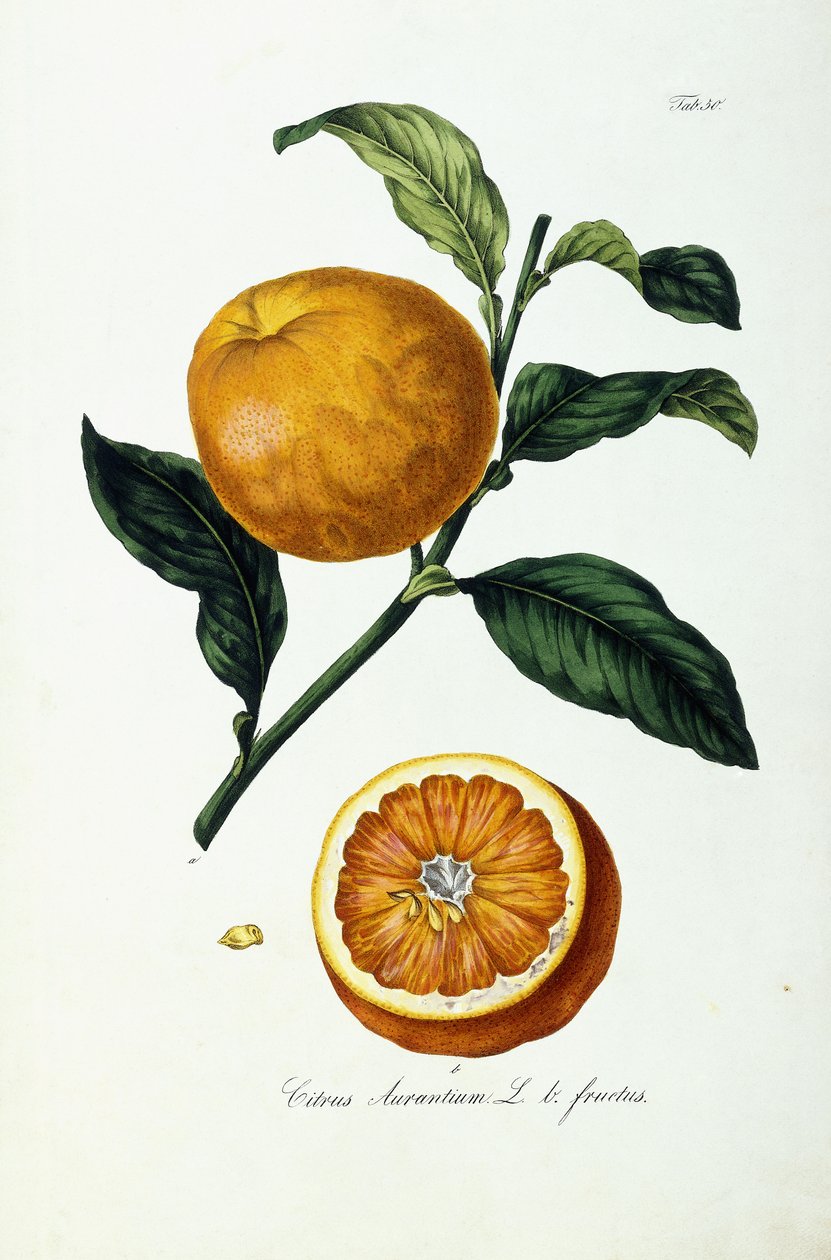 Fruta de Naranja, Citrus Aurantium, Fructus de Ignaz (after) Strenzl