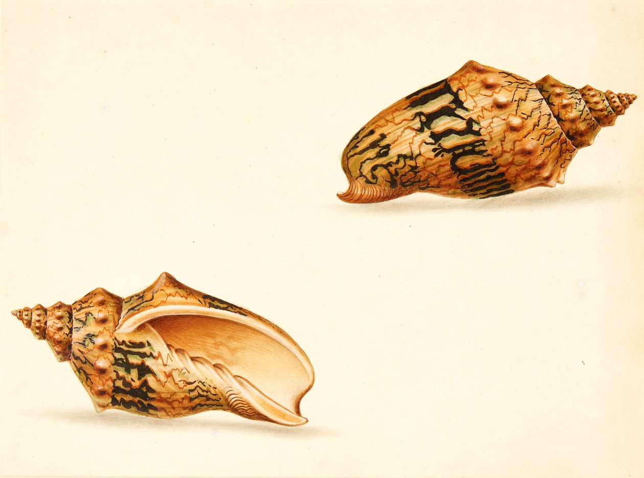 Estudio de concha (técnica mixta) de Ignaz Von (manner of) Born