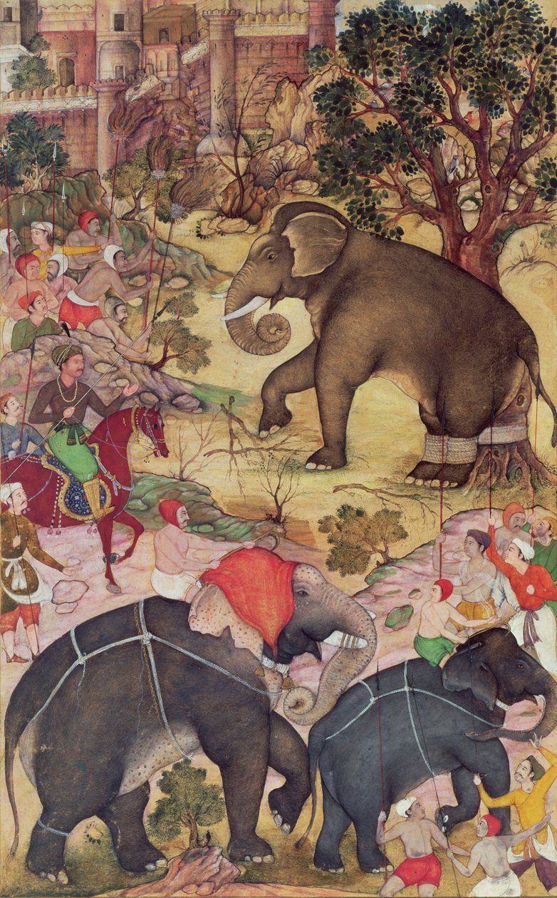 Akbar inspeccionando el elefante salvaje capturado de la manada cerca de Malwa, del Akbarnama, Mughal, c.1590-95 de Indian School