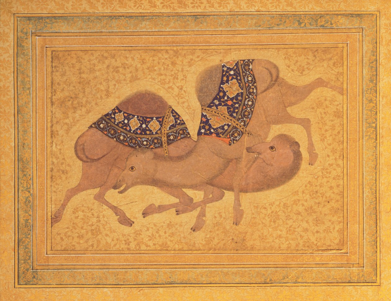 Dos camellos peleando, 1620 de Indian School