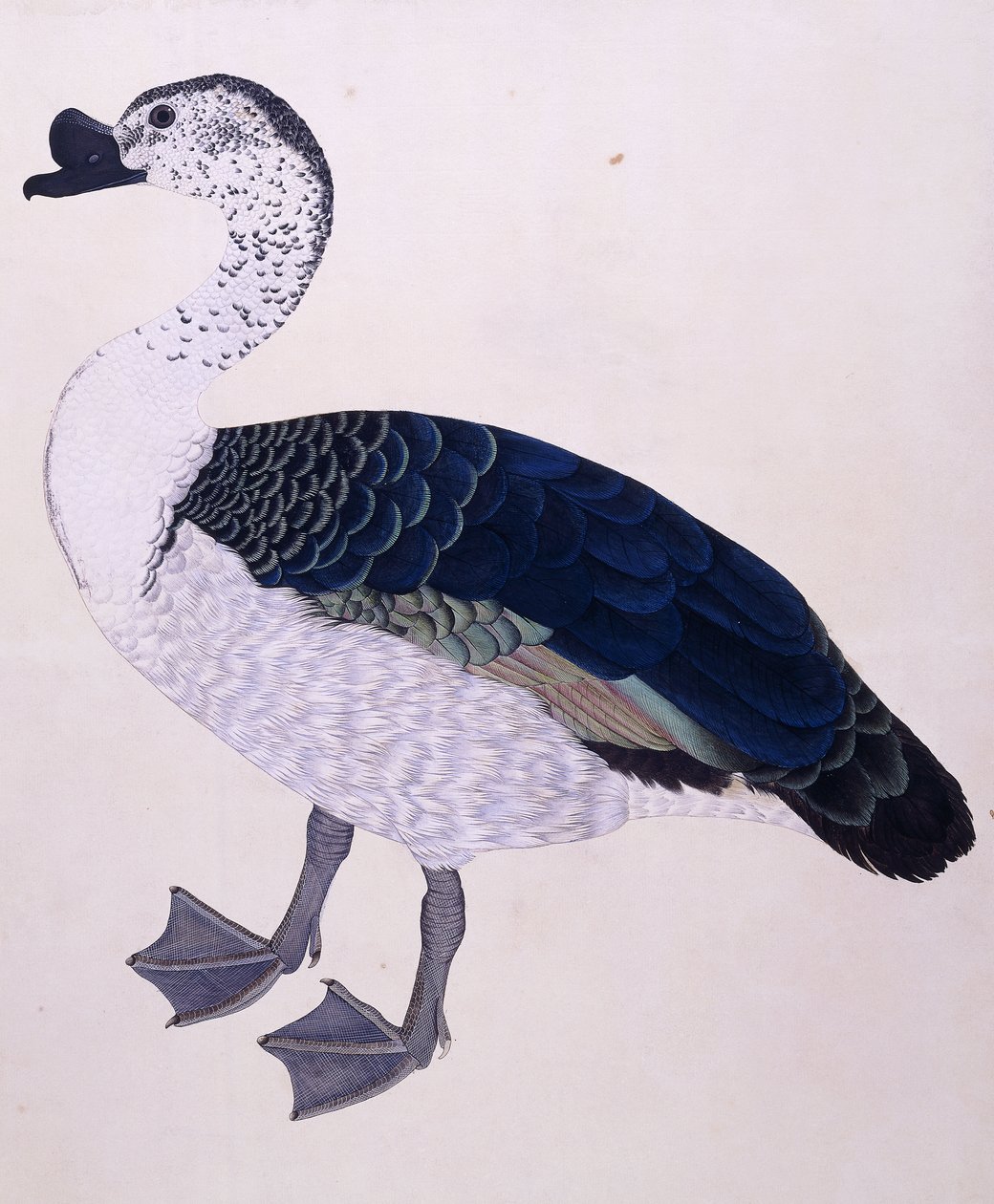 Un pato comb, c.1800 de Indian School