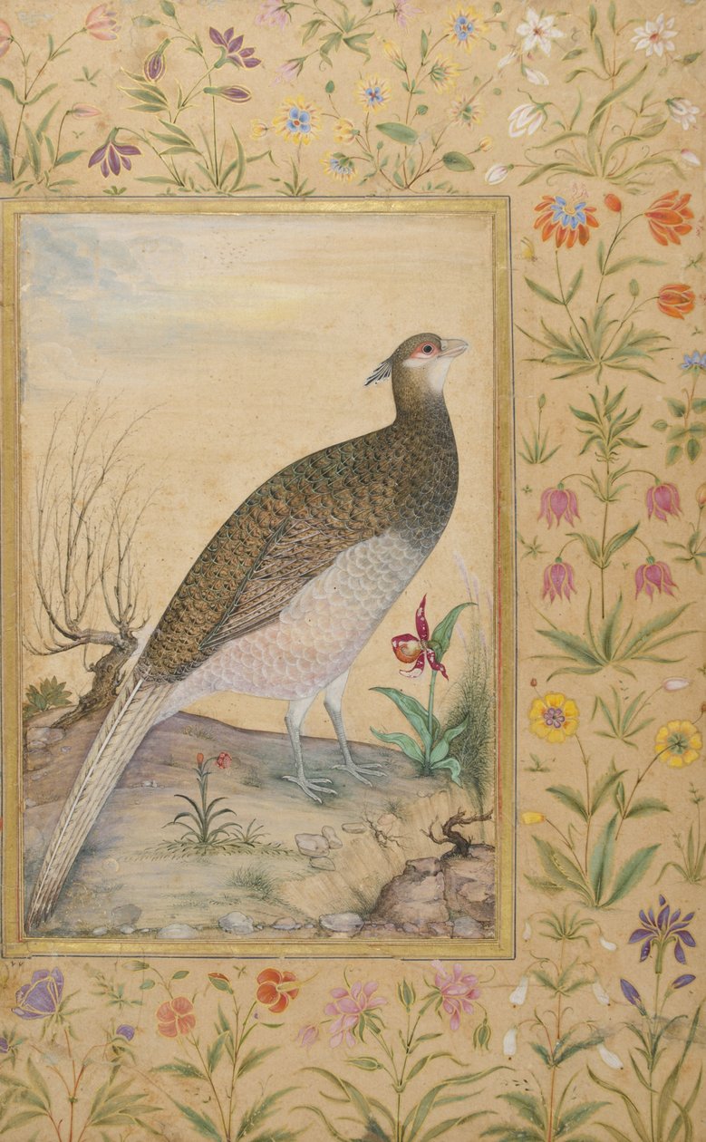 Un faisán Cheer del Himalaya, borde c.1635 de Indian School