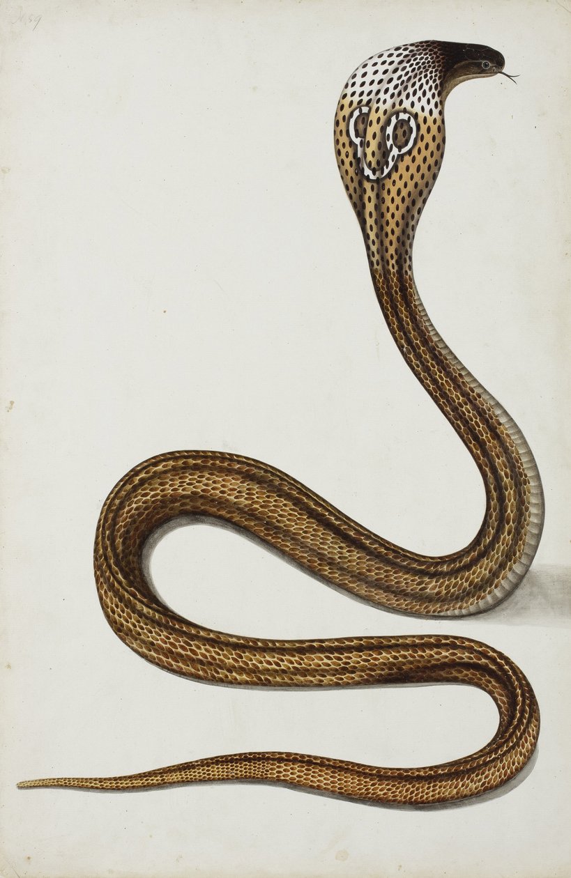 Una cobra (Maja tripudians) con capucha extendida, 1785-89 de Indian School