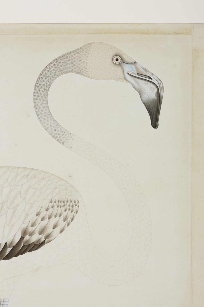 Un flamenco, detalle, c.1780 de Indian School